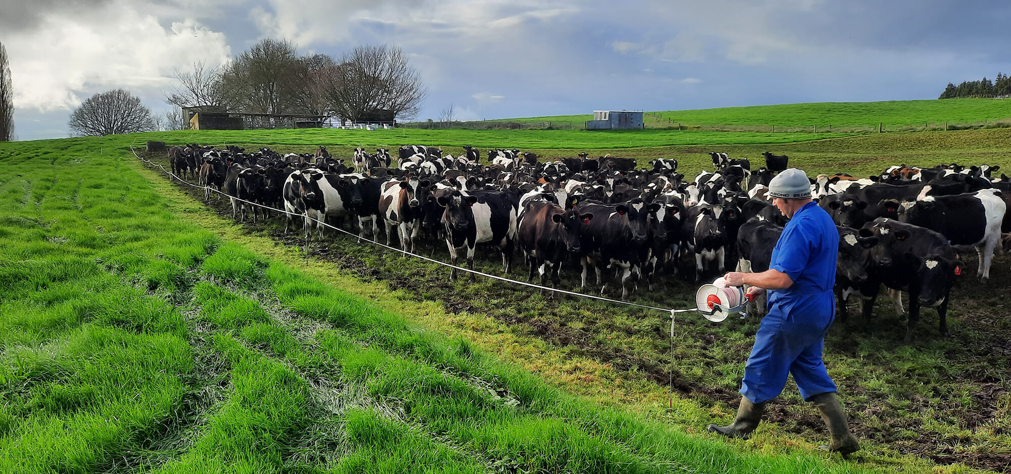 Ric Awburn on his farm with cows and Springarm in the troughs