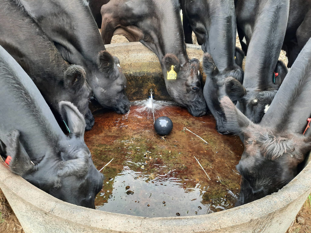 Cows drinking at a trough with a Springarm in it