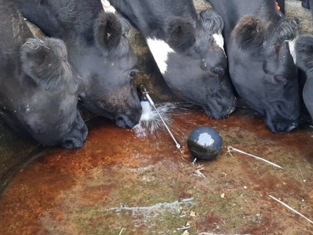 Cows drinking water at a trough with a Springarm in it