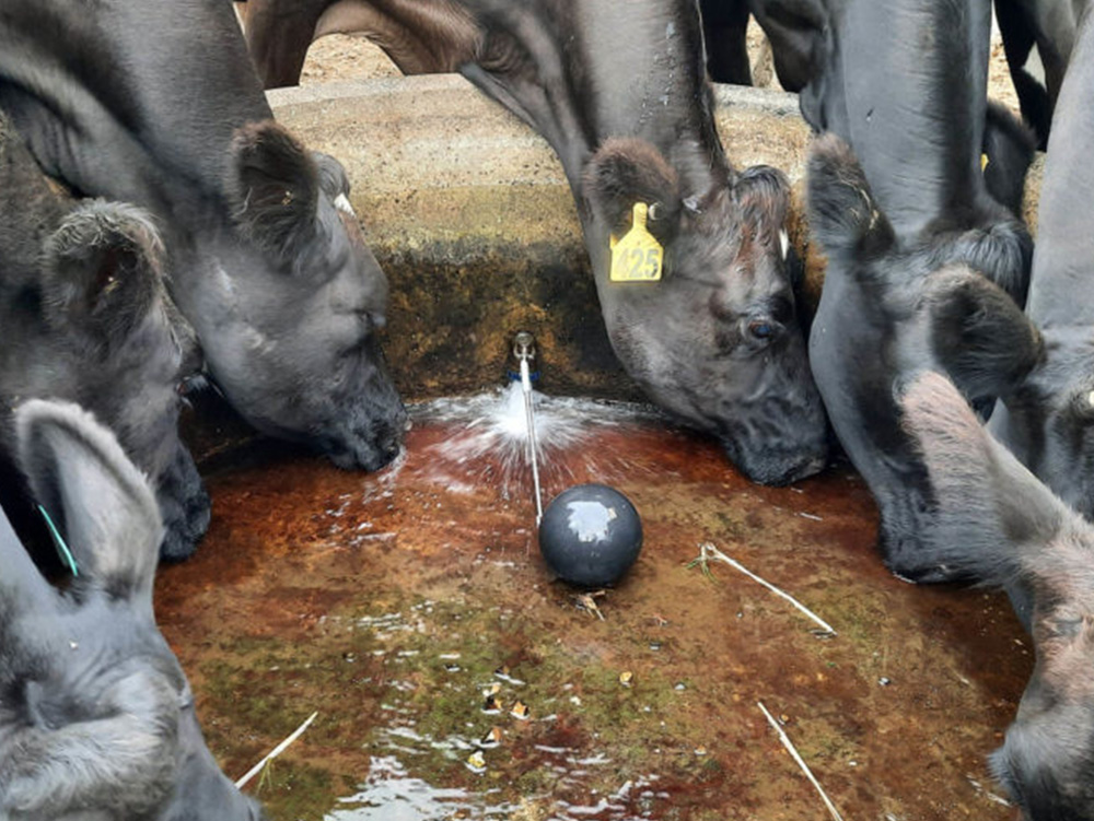 Cows drinking water from a trough with a Springarm in it